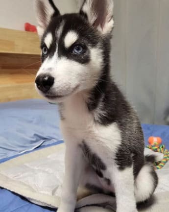 husky-cachorro-medellin