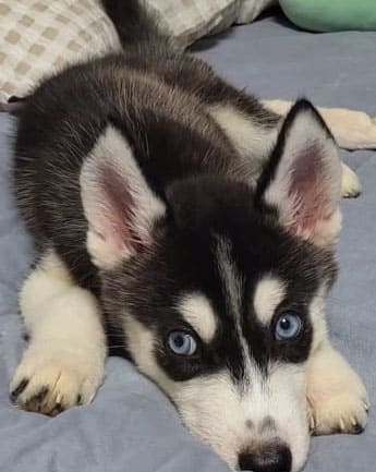 husky-cachorro-medellin1
