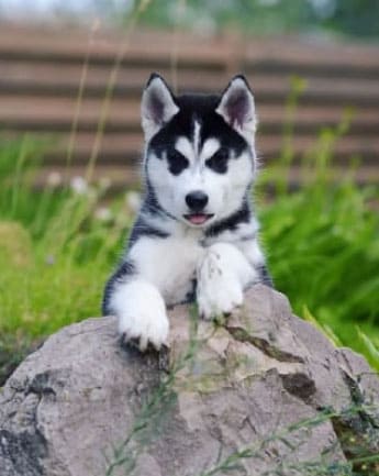 husky-cachorro-medellin10