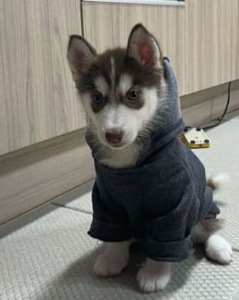 husky-cachorro-medellin2