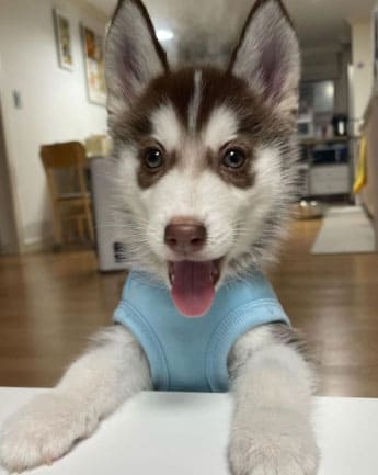 husky-cachorro-medellin3