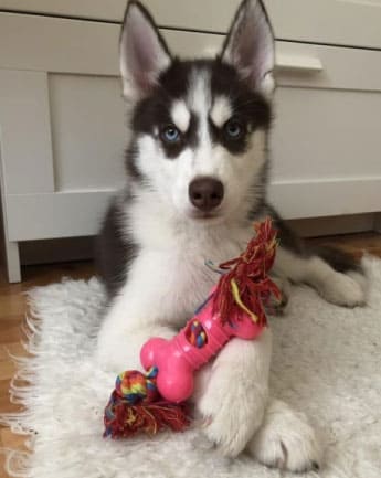 husky-cachorro-medellin4