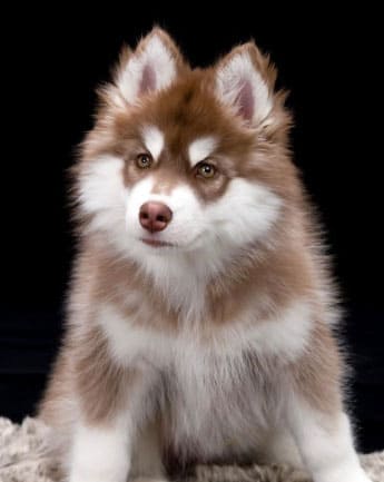 husky-cachorro-medellin5