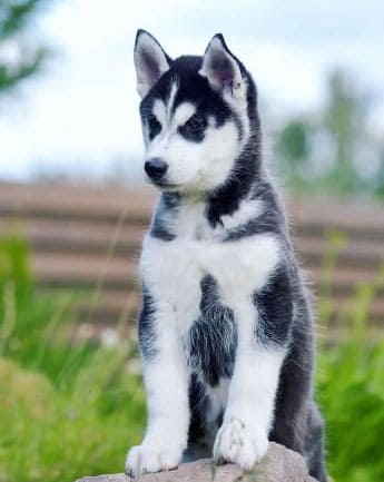husky-cachorro-medellin6