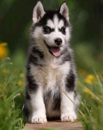 husky-cachorro-medellin9