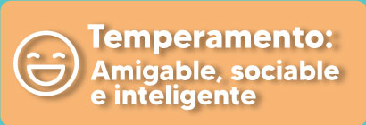 temperamento-golden-retriever